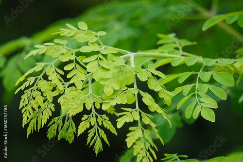 Close-up of young developing leaves of moringa tree