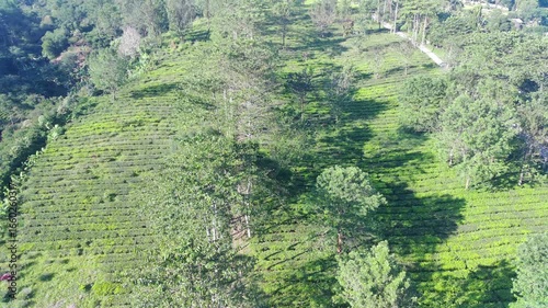 Aerial View of Lush Green Tea Plantation on Hillside, Serene Landscape Photography