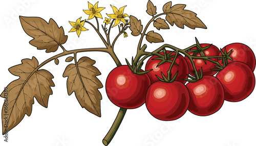 Ripe roma tomatoes on vine with blossoms