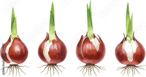 Sprouting tulip bulbs with roots