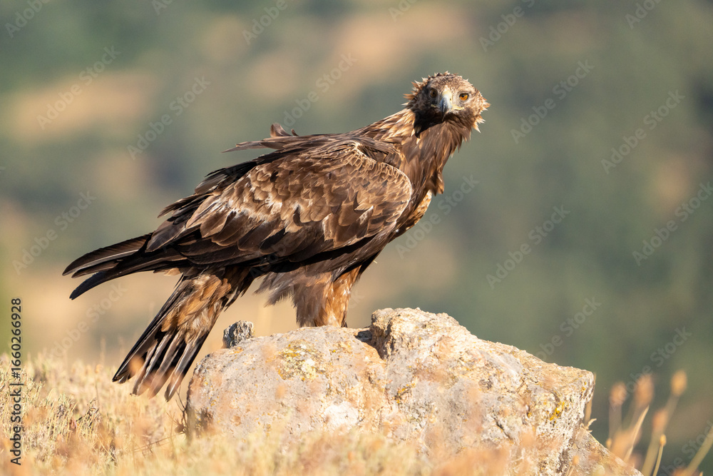 Fototapeta premium Golden eagle (Aquila chrysaetos) photographed in Spain