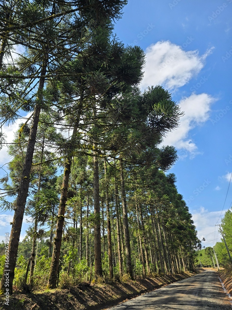 Obraz premium pine tree forest
