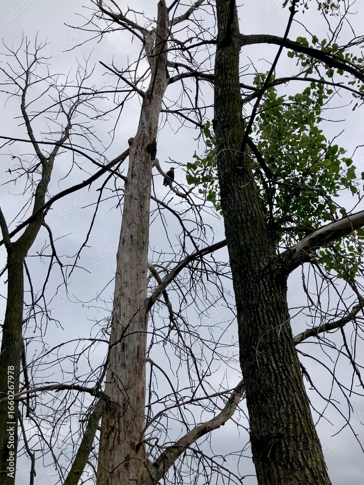 Fototapeta premium bald eagle perched in tree