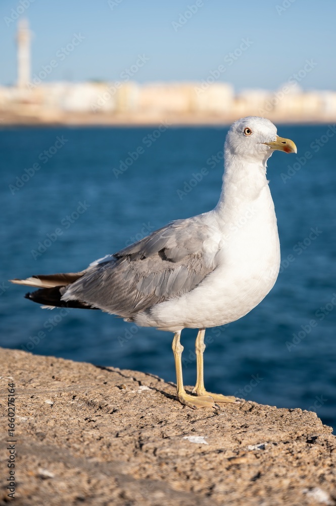 Obraz premium Close-up of a seagull standing on a stone wall by the sea, with ocean and blurred city buildings in the background under a clear blue sky
