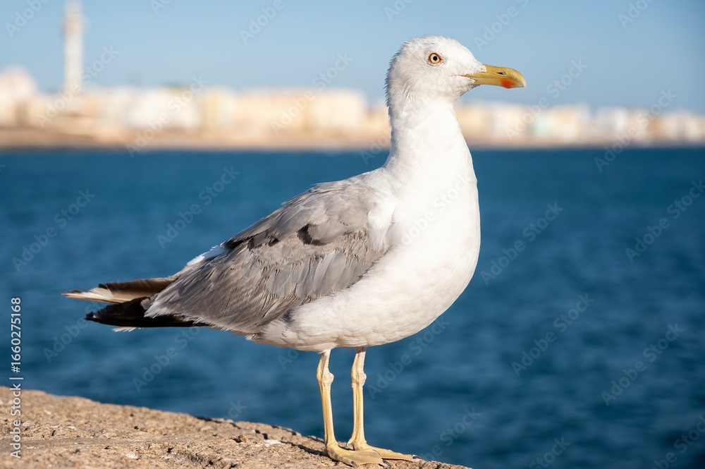 Fototapeta premium Close-up of a seagull standing on a stone wall by the sea, with ocean and blurred city buildings in the background under a clear blue sky