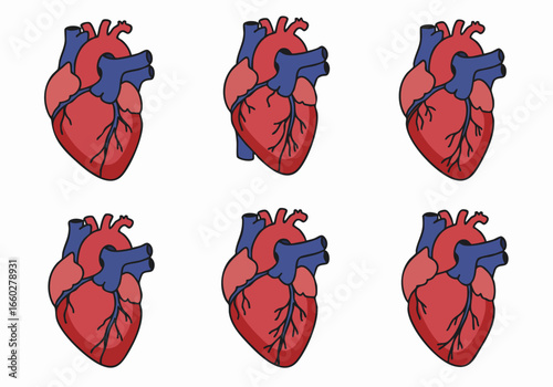 Collection of stylized human heart illustrations on a white background, perfect for medical, health, and educational purposes.