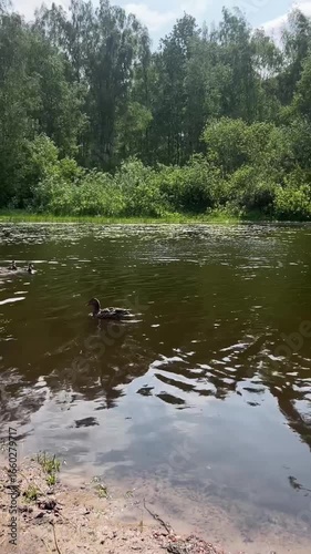 a family of ducks swims in a pond