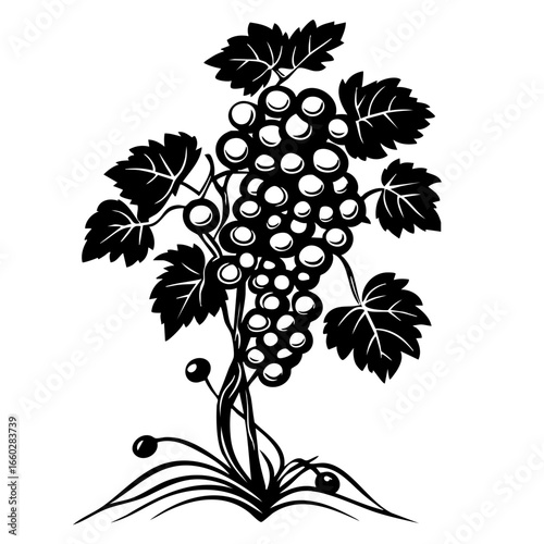 Grapevine with clusters of grapes and leaves representing agricultural growth and harvest season