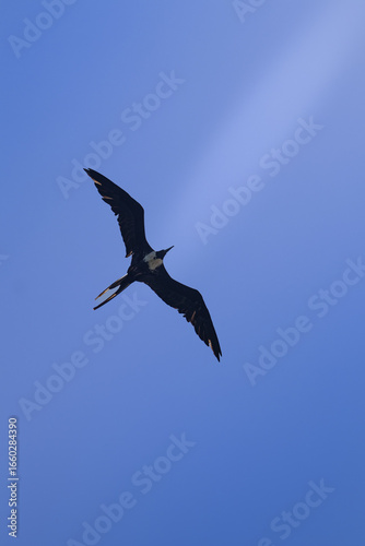 Gaviotas en vuelo