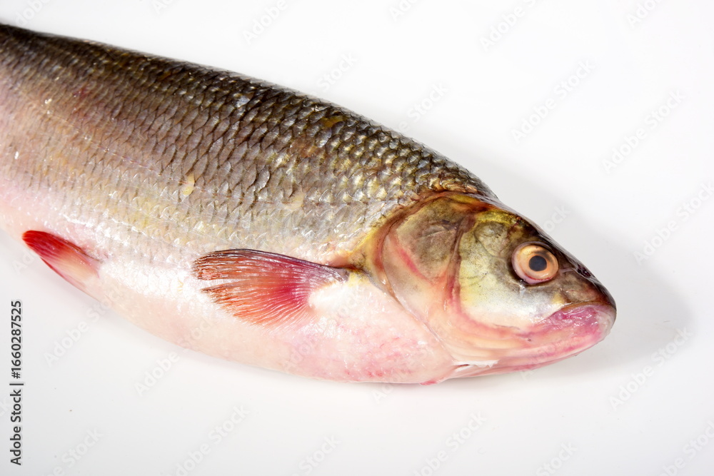 Freshwater fish Ide on a white background, Leuciscus idus Freshwater fish Ide on a white background, Leuciscus idus
