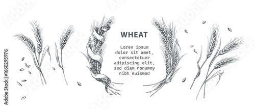 Set isolated vector illustration. Cut stalks of wheat isolated on a white background. Wheat malt for the production of beer. Beautiful woman farmer holding a wheat. Bakery shop. Wheat bouquet.