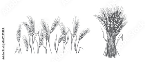 Wheat isolated on white background. Malt for the production of beer or whiskey. Fresh  bread. Vector illustration in vintage engraving style. Wheat field for design. Sheaf of cut stalks.