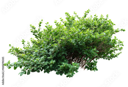 Lush green foliage cluster