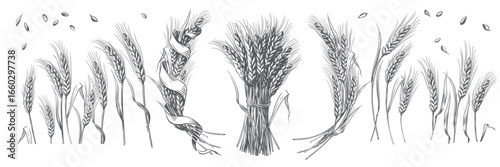 Cut stalks of wheat isolated on a white background. Wheat malt for the production of beer or whiskey. Vector illustration in vintage engraving style. Wheat wreath with ribbon. Wheat bread.