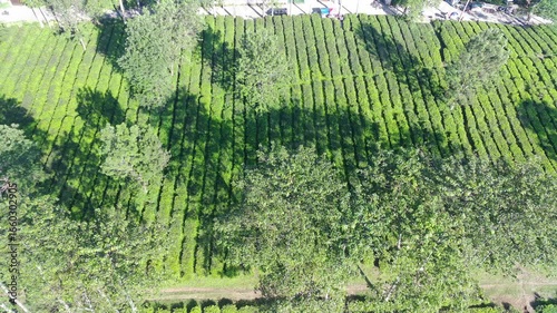 Aerial View of Lush Green Tea Plantation Rows Under Sunlight Shadows