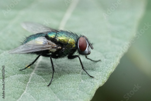 Detailed closeup on a Common European bottle fly, Lucilia sericata on a green leaf