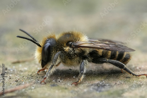 Εκτύπωση καμβά Detailed closeup on a male leafcutter bee, Megachile species on a piece of wood