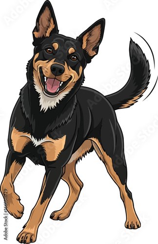 Australian Kelpie dog standing playful stance smiling illustration