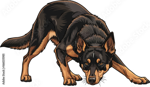 Australian Kelpie dog crouching in herding stance vector illustration