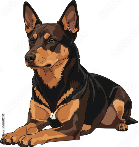 Australian Kelpie dog lying down relaxed alert pose illustration