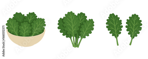 Fresh kale leaves and bowl set on white background