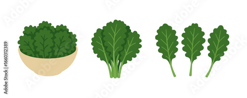 Diverse leafy greens: fresh kale and spinach variations in flat style