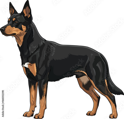 Australian Kelpie standing alert side profile view illustration