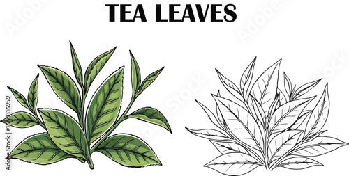Tea Leaves Illustration – Green Botanical and Black and White Line Art Vector