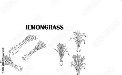 Lemongrass Stalks Line Art – Simple Black and White Illustration