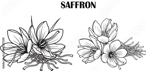 Simple black and white line art illustration of saffron flowers and saffron threads, hand-drawn outline style