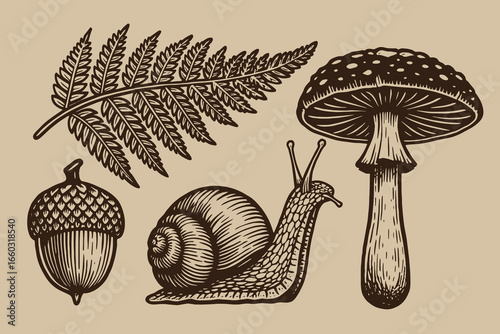 Mushroom snail acorn fern engraving black outline vector illustration