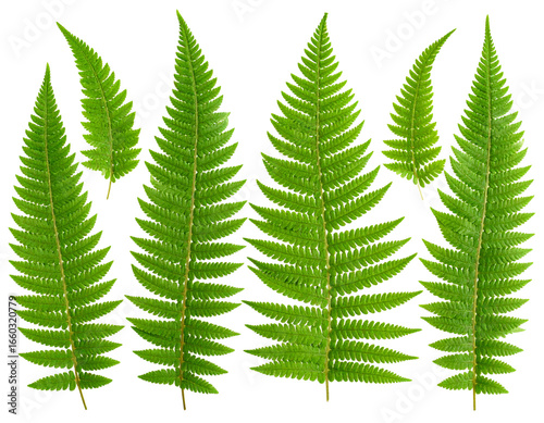  Tropical Green Fern Leaf Set, Flat Lay, isolated on transparent background png
