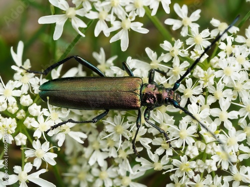 Moschosbock
