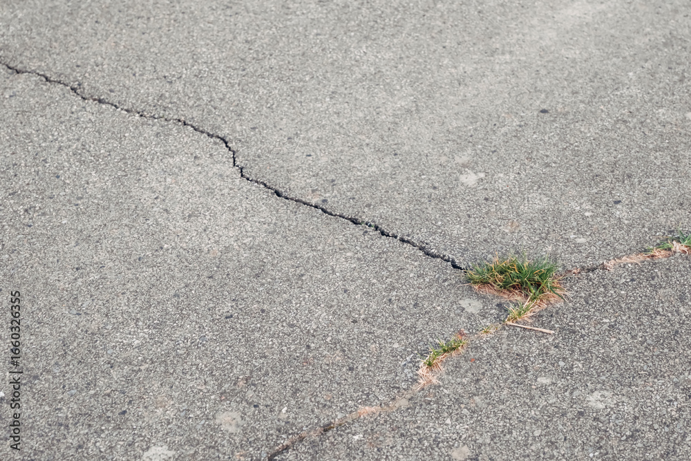 Obraz premium A crack in the pavement with a grassy plant growing out of it
