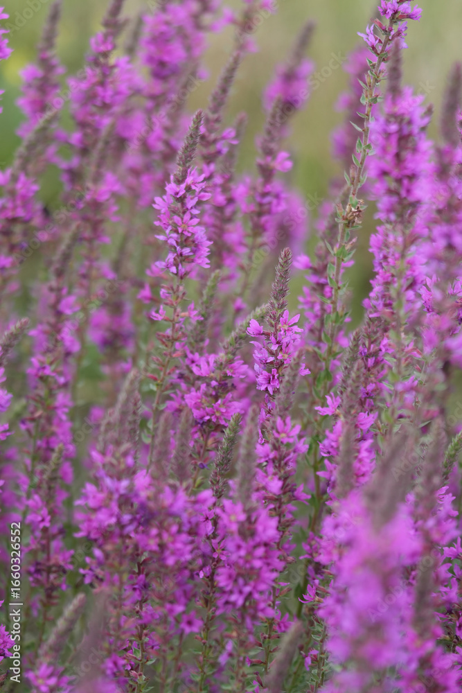 Fototapeta premium Vibrant purple looses trife flowers in bloom