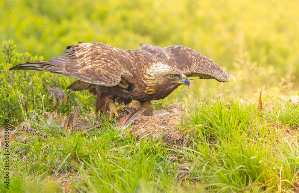 Fototapeta premium Golden Eagle with Prey