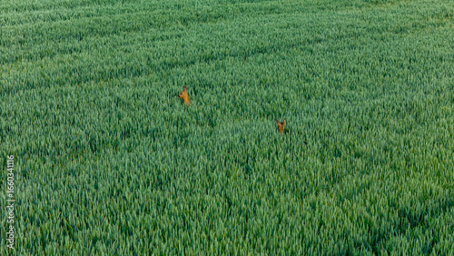 roe deer in wheat