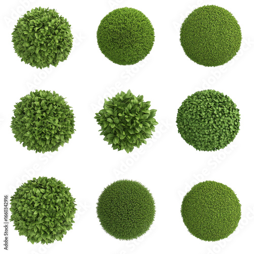 Green bush, top view, round shape, foliage, garden