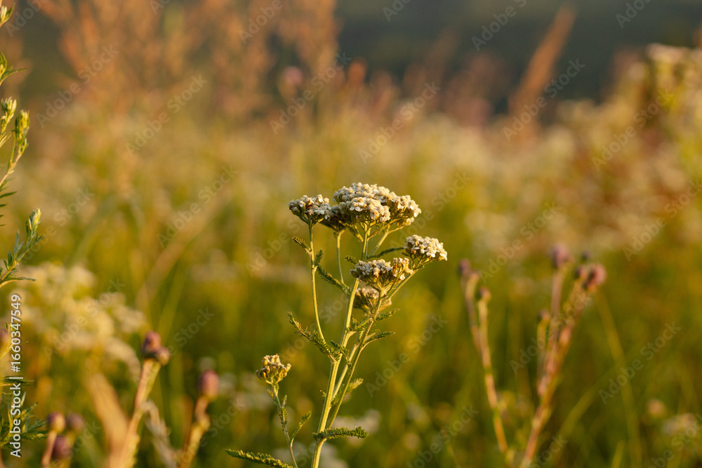 Naklejka premium autumn landscape with yellow flowers