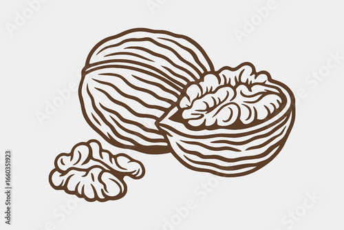 Walnut engraving black outline nut vector illustration
