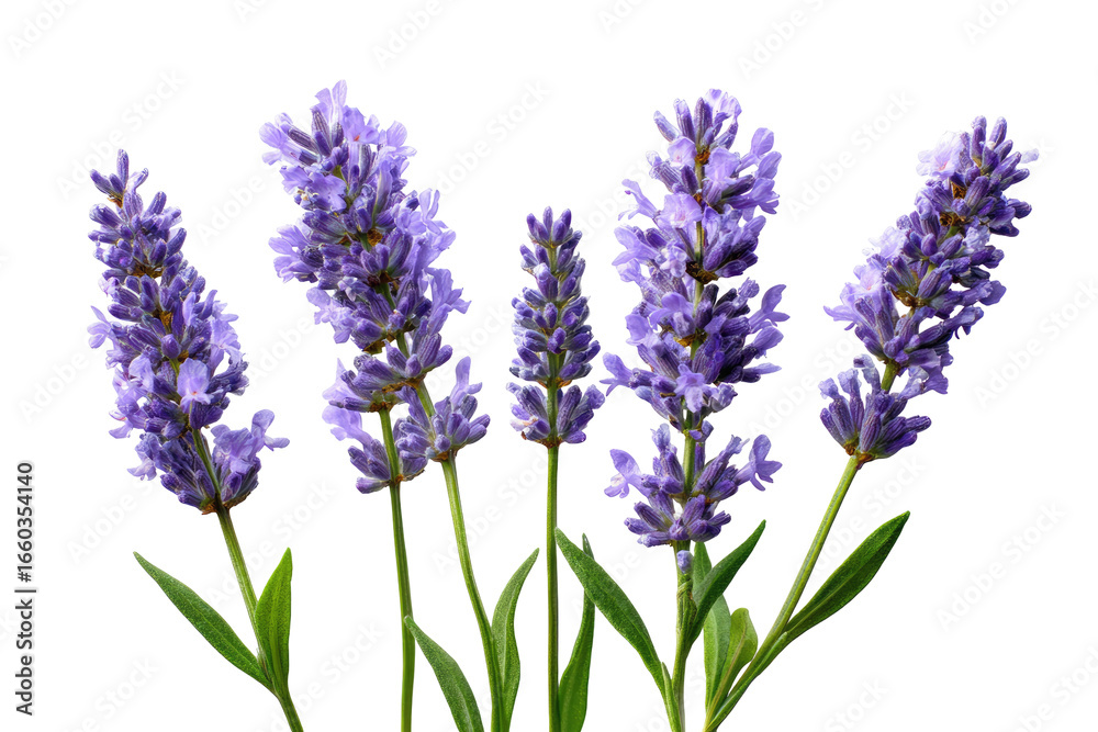 Naklejka premium Close-up of five lavender sprigs against a black background. Vibrant purple flowers cluster on stems with green leaves. Sharp focus, high contrast