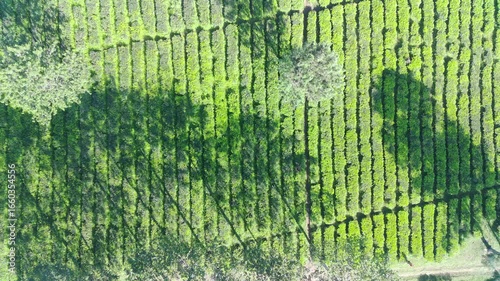 Aerial View of Lush Green Tea Plantation Rows Under Sunlight Shadows