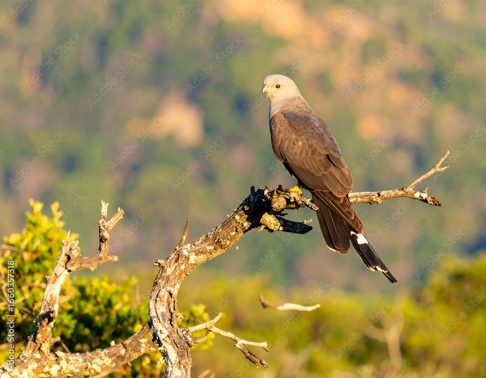 Obraz premium Grey bird perched on branch, blurred background