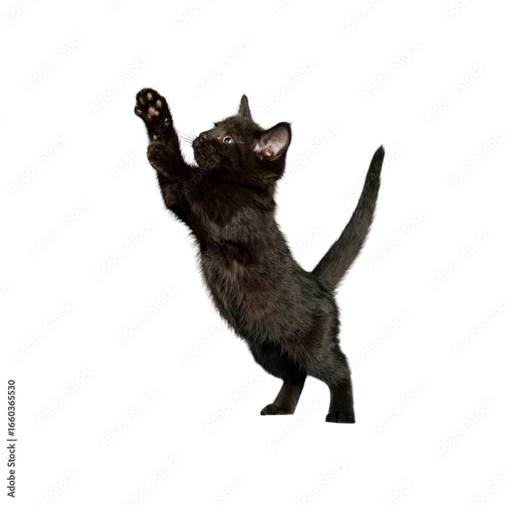 Fototapeta premium Transparent PNG available PNG Blackcat jumping background animal kitten 
