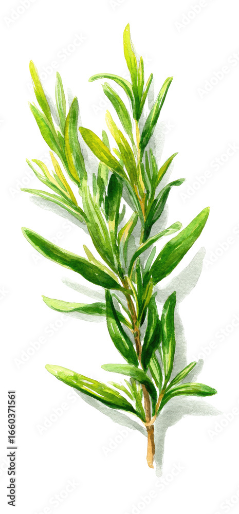 Obraz premium Illustration of a sprig of aromatic herb. Aromatic, vibrant green herb sprig with light yellow highlights on leaves. Stem is light tan. Detailed, botanical style