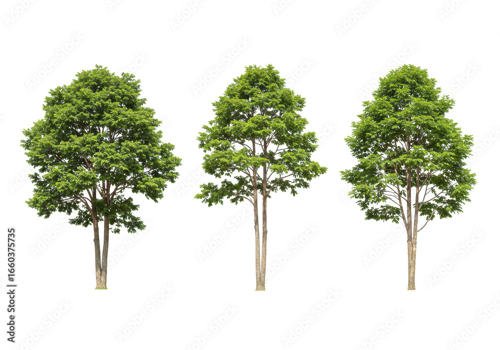 Fototapeta premium Three green trees isolated on transparent background