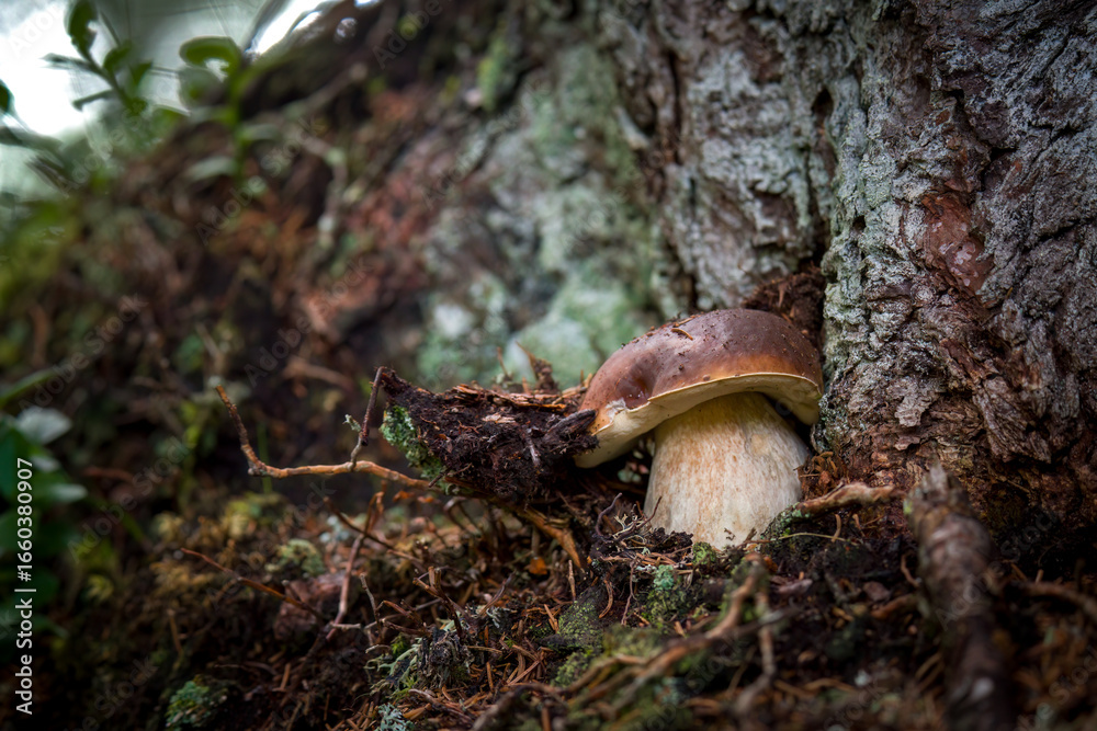 Fototapeta premium harvest mushrooms, boletus edulis, in the forest at a autumn day