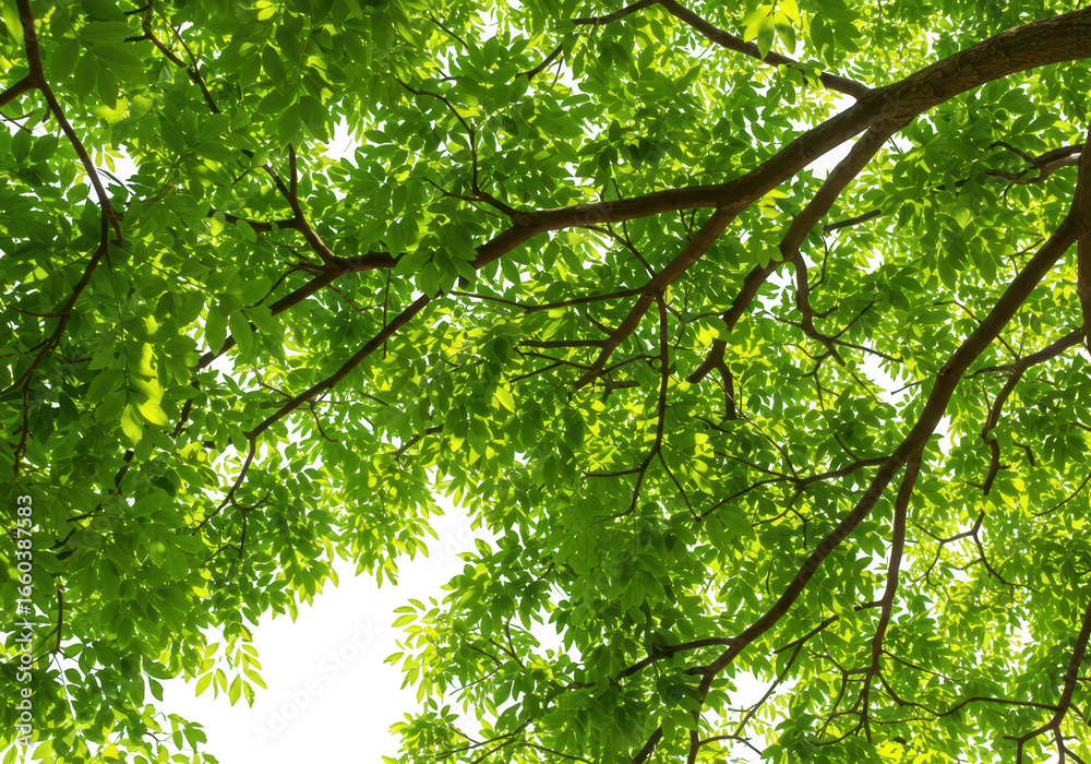 Obraz premium Looking up through green tree leaves and branches towards the sky isolated on transparent background