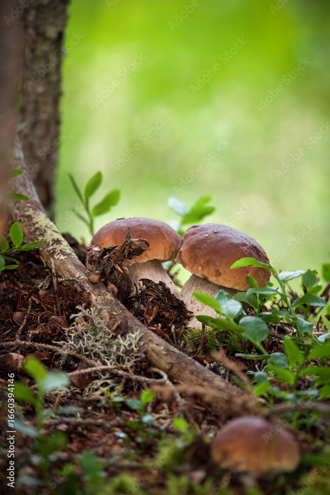 Fototapeta premium harvest mushrooms, boletus edulis, in the forest at a autumn day