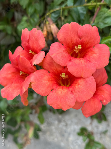Close-up of vibrant orange trumpet-shaped flowers with green leaves in the background, symbolizing summer and natural beauty